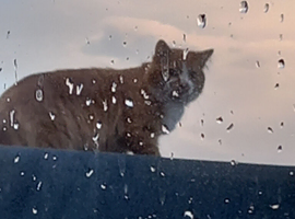 Ginger needs new home