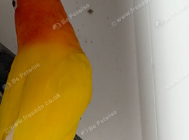 Latino lovebird for sale