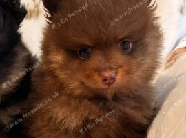 Girl Pom puppies