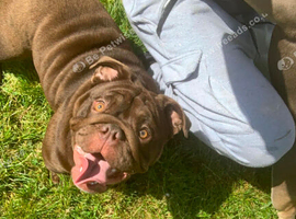 Bulldog