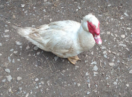 Muscovy Drakes
