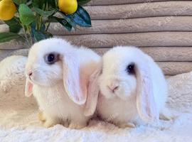 Mini Lop girls (choc & Lilac markings)