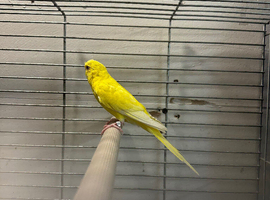Red  eyed  female budgie