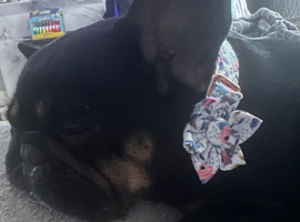 Frenchie looking for forever home