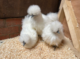 Silkie bantam chickens