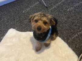 Teddy
