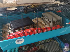 3 x cages