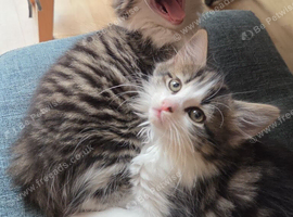 Two adorable twin girls