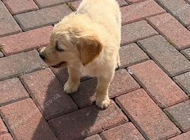 Golden retriever puppies kc registered