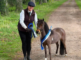 British Miniature Filly for sale