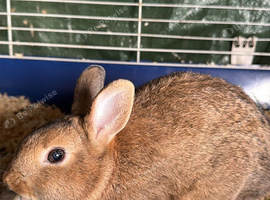 Netherland Dwarf