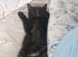 2 black kittens all boys