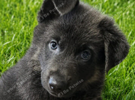 Blue and tan german shepherd puppies