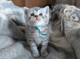 Full British shorthairs