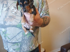 Jackshund for sale