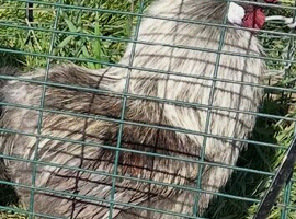 Silkie/Polish Chicks For Sale