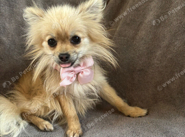 Selling my little girl named tiny