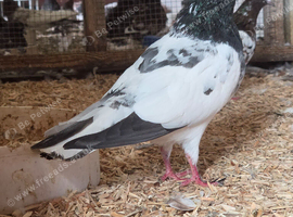 Teddy Pakistani pigeon