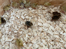 Quail chicks