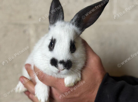 2 doe rabbits