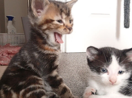 Gorgeous kittens for sale