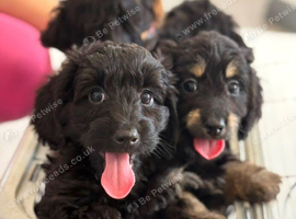Daxiepoo girls and boys ready for there forever family now