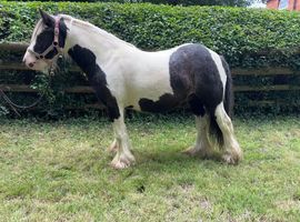 Eye-Catching, Safe 12HH Gelding