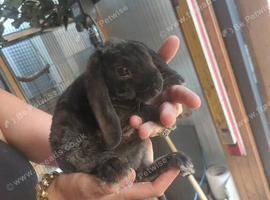 4 doe baby rabbits