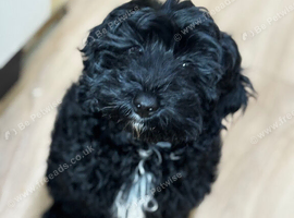 F1b female cockapoo only to loving home