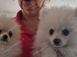 Pomeranian x shitzu. Boy. Fully vaccinated. Ready to go