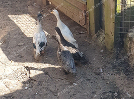 Call ducks
