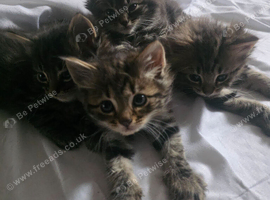 Mixed breed Norwegian forest and tabby