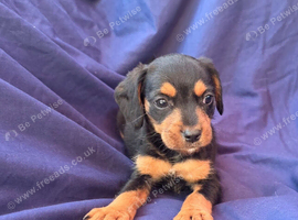 Beautiful Jack Russell Puppies Ready Now