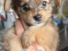 Yorkiepom boys ready now