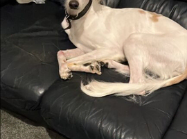 4 year old Saluki storm