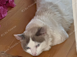 Male cat ready to find a new home