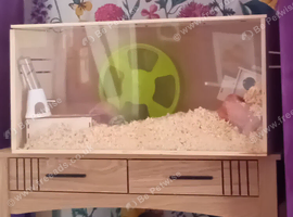 Syrian hamster