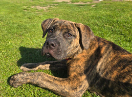 3 presa pups looking for there forever home
