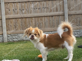 Japanese Chin Cross with a Shituz Male 13 Months Old