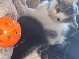Beautiful kittens