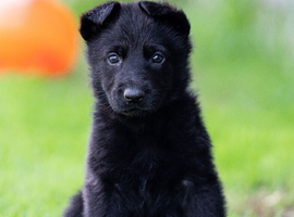 Health Tested Czech German Shepherd Puppies