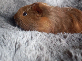 Baby Guinea pigs for sale Ready now