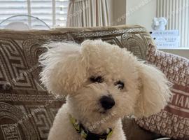 Teddy bichon frise for stud