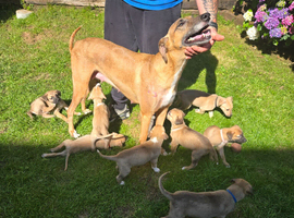 Lurcher pups for sale