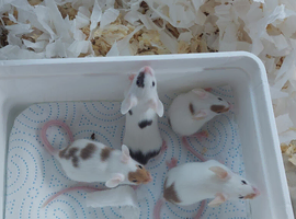 Fancy Mice - black, chocolate, brokens. Males only.