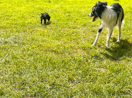 Collie x American bulldog puppies
