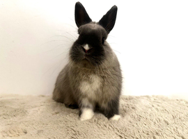 Netherland dwarf male rabbit