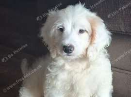 Cockapoo puppy's