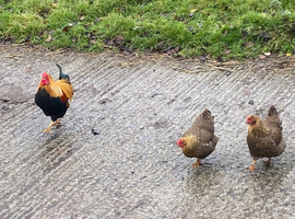 Patrdige wyandotte chicks