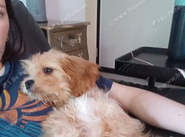 Male Cava Tzu Puppy